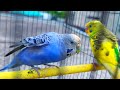 How to Bond with Your Budgies: Tips for New Bird Owners🦜🦜#birds #budgies #birdlovers #youtube 
