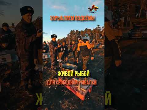 Большое Зарыбление Ценной Рыбой Для Свободной Рыбалки #shorts