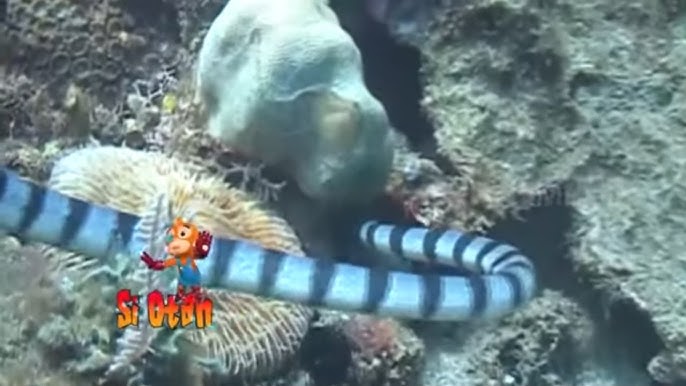 Multfilm qahramonlari bilan porno videolar Rossiyada xotin qanday qilib blowjob beradi