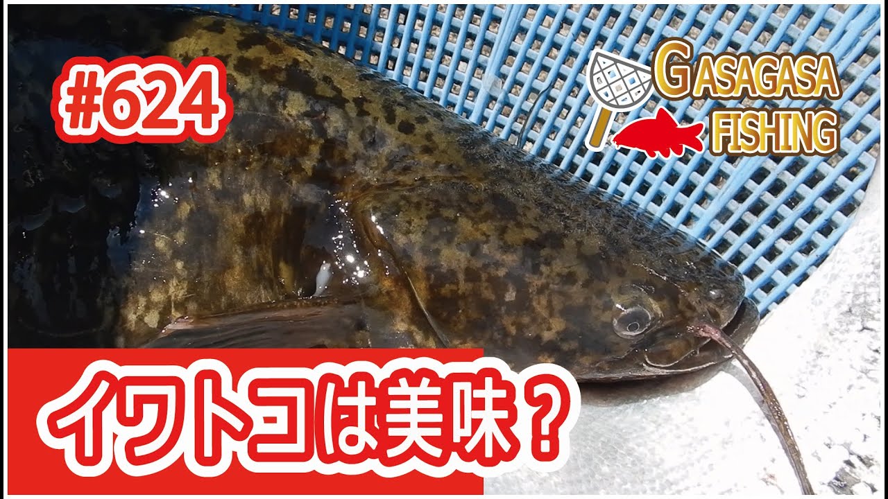 イワトコナマズを食べる 美味といわれるナマズの味とは Youtube