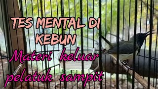 SOGON ISIAN PELATUK BERAS !! uji coba di kebun #sogongacor #sogonisianpelatuksampit