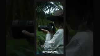 Learn wildlife photography with top expert David Rogers