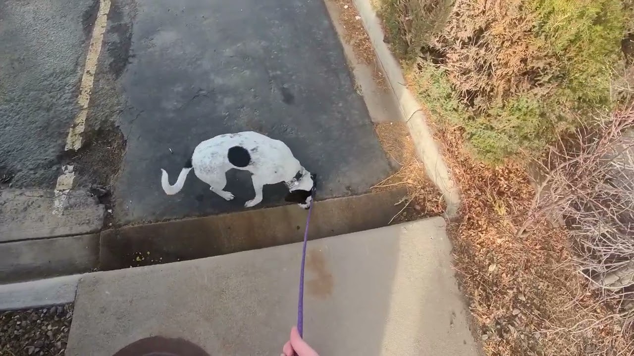 Ramona and Brett Morning Run and Fall on Feb 24, 2026