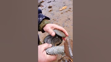 Hammer PERFECTLY Reveals this Fossil! #fossil #beach #treasure
