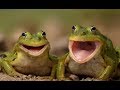 Funny Animals screaming and making funny noises