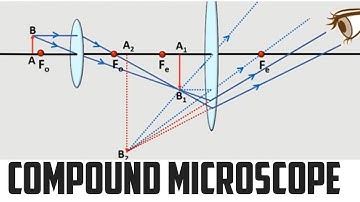 Compound microscop model ray diagram.