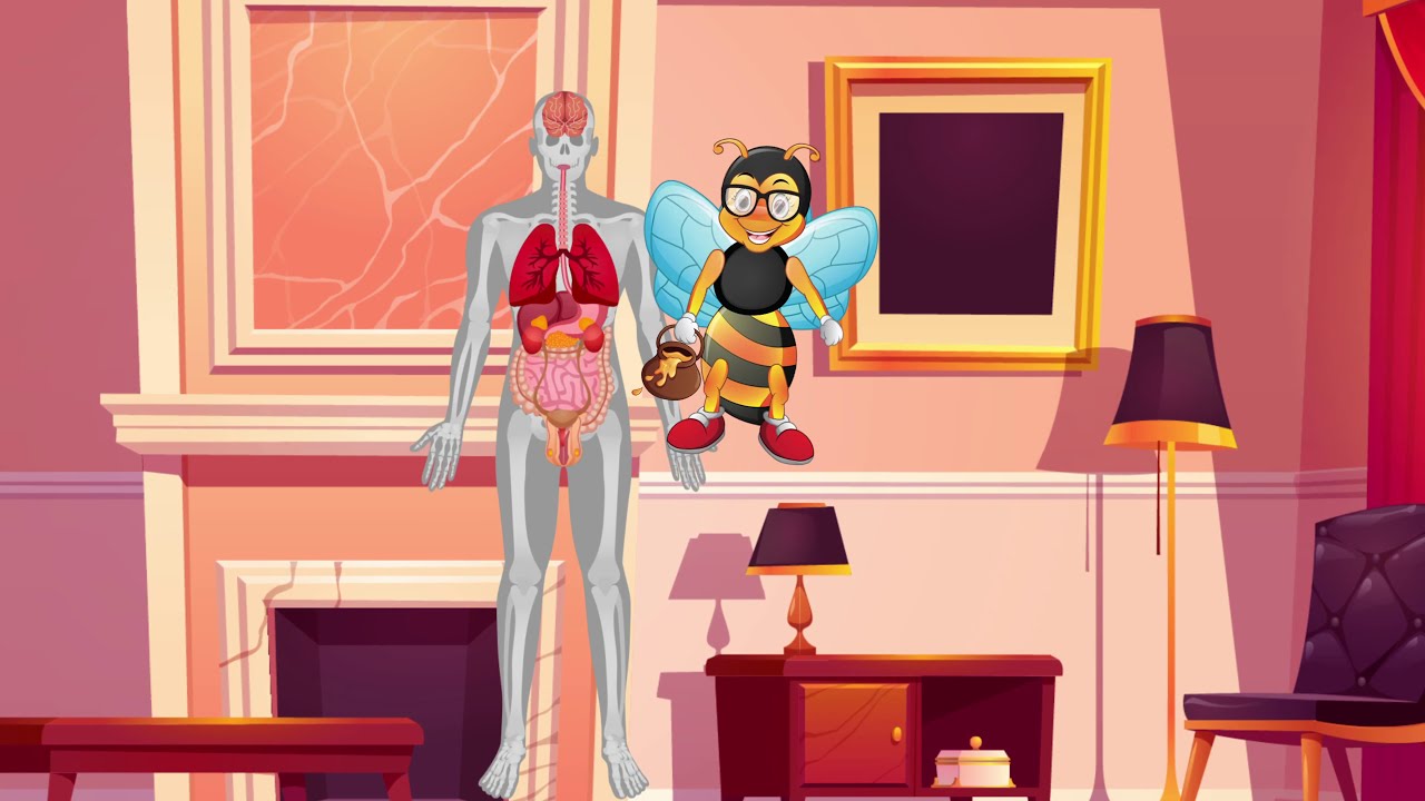 👂Organet kryesore të trupit | 🎥🎬Video edukative për fëmijë.