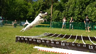 SBT West Galaxy Bourbon. Dog show &quot;Jump&#39;n&#39;Gym 2023&quot;.