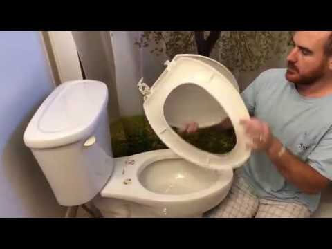 How To Fix Replace A Toilet Seat Lid You - How To Replace A Loose Toilet Seat