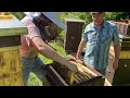 Bf Vulcan - przegląd odkładu po miesiącu #bee #beekeeping #beekeeper