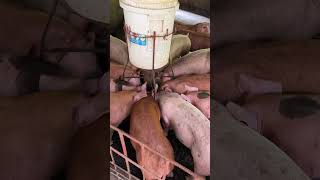 DIY auto feeder #pig #pigfeed #pigbreeding #farming #pigfarming #animals #farming101 Net Worth