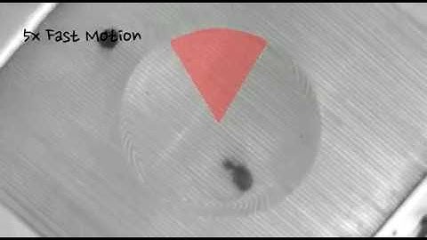 Fragile X Syndrome: Normal Neurons Interacting Poorly