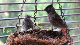 Baby bulbul learning to fly! Red Vented Bulbul Nest: Part 2