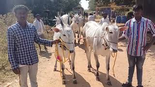 Awesome Milk Teeth Hallikar ox pair of Farmer Harish,Mallur in Sapallamma Dhanagala jhatre,mallur Tq
