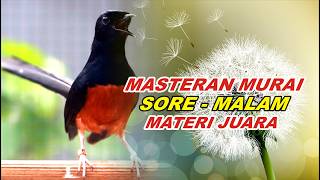 Download lagu 🔴 LIVE 17 - MASTERAN MURAI BATU MALAM HARI FULL ISIAN TEMBAKAN, AMPUH MELATIH MURAI BONGKAR ISIAN