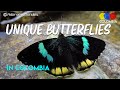 Butterfly Watching in Colombia – THE BUTTERFLY PARADISE