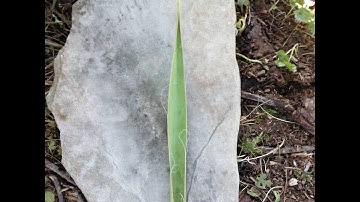 Rudiger Roll Yucca - How to Process Yucca for Primitive Fire Making - Fire Roll Origins