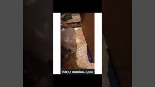 когда живёшь один, скинь тому самому #memes #прикол #юмор #funny #угар