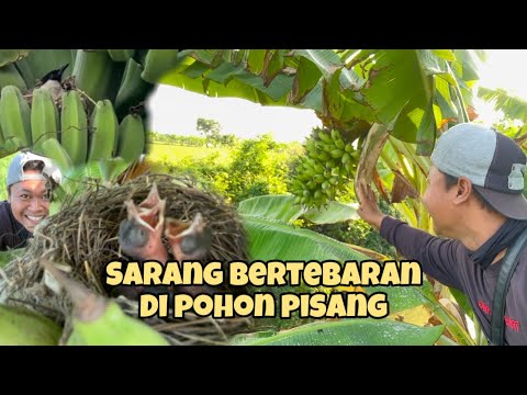 Heran !!! Cuma Nyari di pohon pisang tapi dapat banyak sarang 🤩🤩