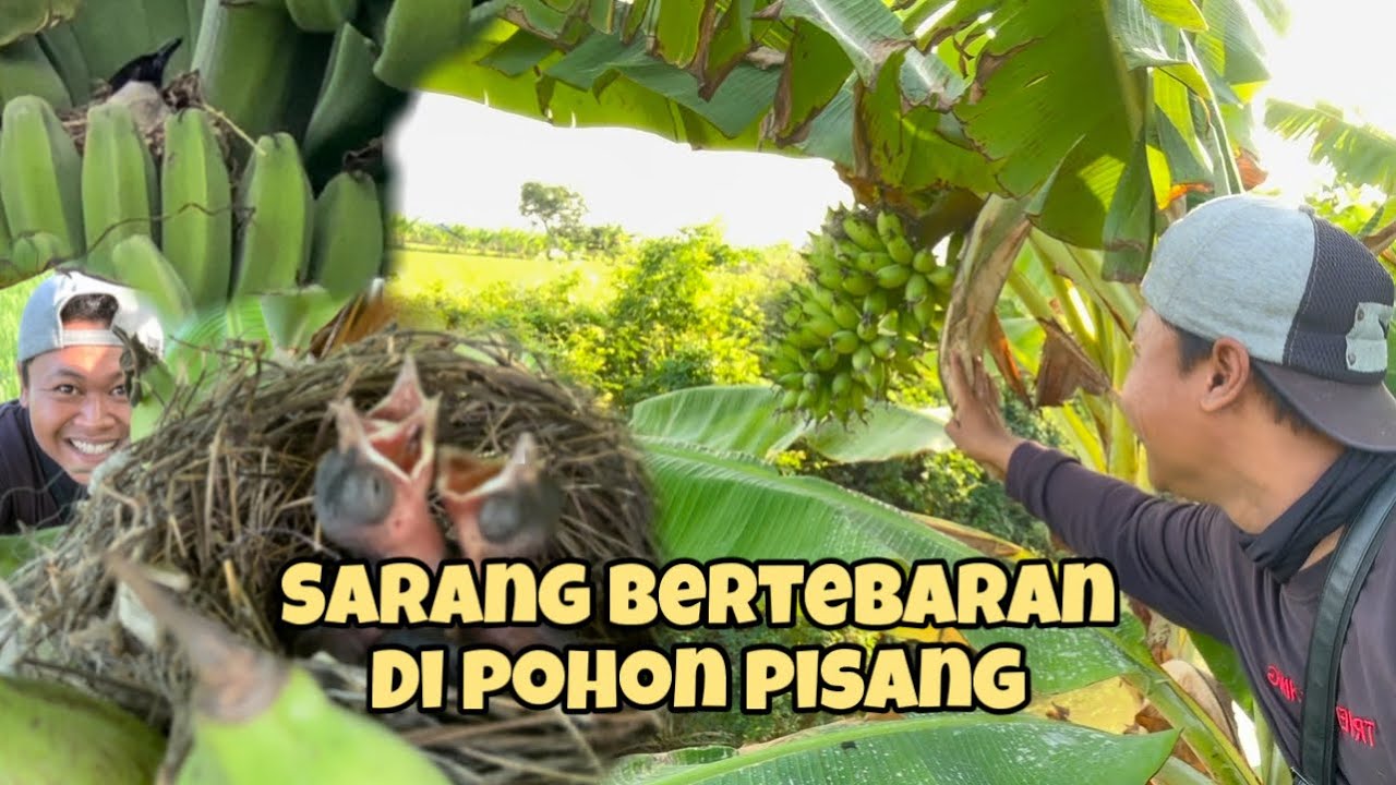 Heran !!! Cuma Nyari di pohon pisang tapi dapat banyak sarang 🤩🤩