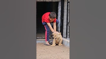 Naughty Kid Playing With Lion Cub | Nouman Hassan |