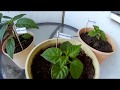 My Pepper Plants (2017)