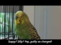 A sweet moment with disco the parakeet