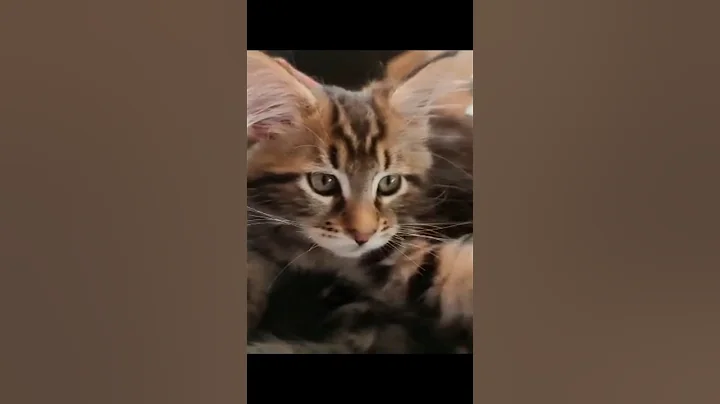Video 11757781: mains coon cat mainecoon, maine coon cat funny, cute maine coon cat, maine coon growing, maine coon fun, perfect cat, cat lovers, pets
