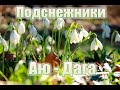 Подснежники Аю Дага