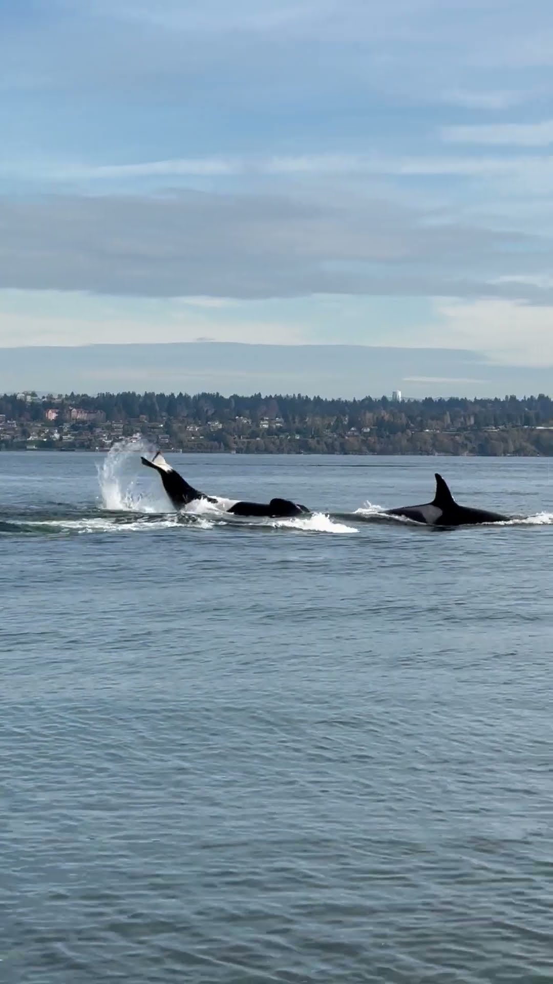 Crowd Reacts to Passing Orca Pod || ViralHog