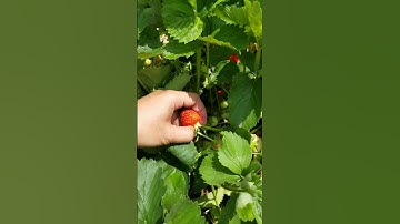 Strawberry picking in robintide farm #strawberry #ontario #canada #summer