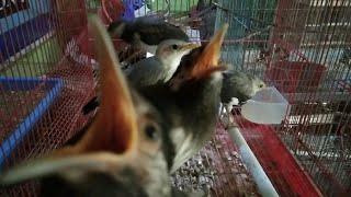 Download lagu JALAK SUREN ANAKAN LAPAR MINTA MAKAN