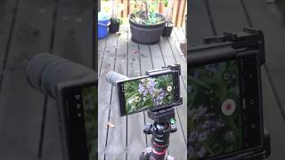 I Can't Believe This Smartphone Zoom! Apexel 5x10 Zoom Telephoto Lens Kit Test