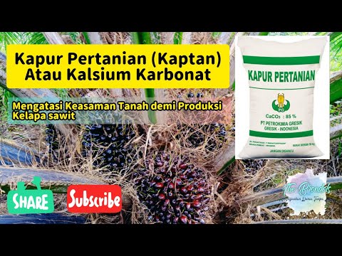 Video: Perbedaan Antara Kalsium Dan Kalsium Karbonat