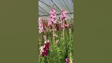 Foxgloves Flowers #foxglove #flowers #flowerfarm #nature #trending