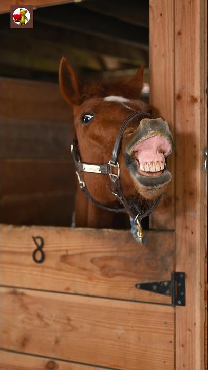 Horse sound | Horse neighing! #shorts