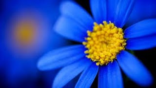 Video thumbnail of "Tolcsvayék és a Trió - Csak egy kék színű virág"