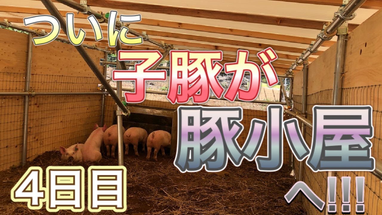 第31話 ついに子豚が豚小屋へ!!! ～1週間毎朝観察 4日目～ - YouTube