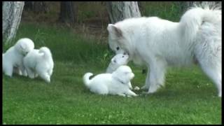 Mischa's Puppies Five Weeks