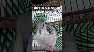 Download Lagu Tekukur Gacor BETINA MEMANGGIL JANTAN ‼️ #tekukur MP3