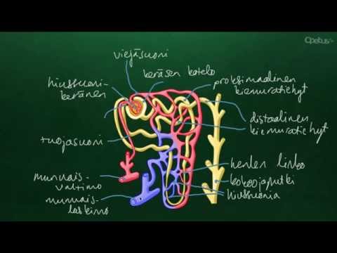 Video: Munuaisvaltimoiden Anatomia, Toiminta Ja Kaavio - Vartalokartat
