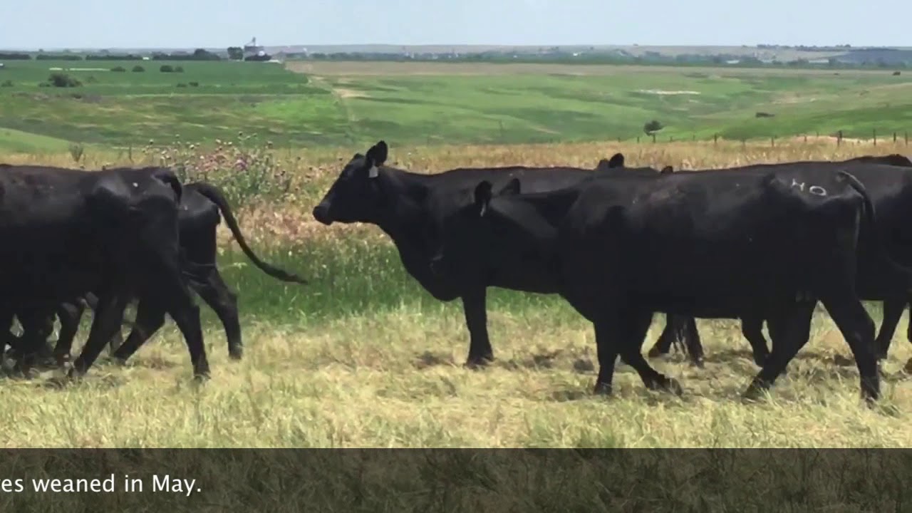 Scott Hanchera selling July 24 at Ogallala Livestock YouTube