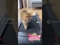 KUCING TREADMILL #shorts