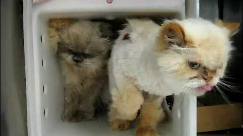 Watch the video about Leon & Lenny, Himalayan purebreds, need homes Sunday, 4/25