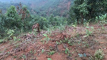 cây quế văn yên sau 1 năm trồng