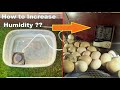 How to Increase HUMIDITY in Egg Incubator | Cheap Idea to Increase Humidity In egg incubator