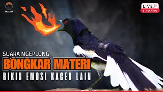 pancingan Kacer Gacor Ngeplongmemancing Semua Jenis Kacer Agar Bunyi Gacor Pagi  Sore Hari