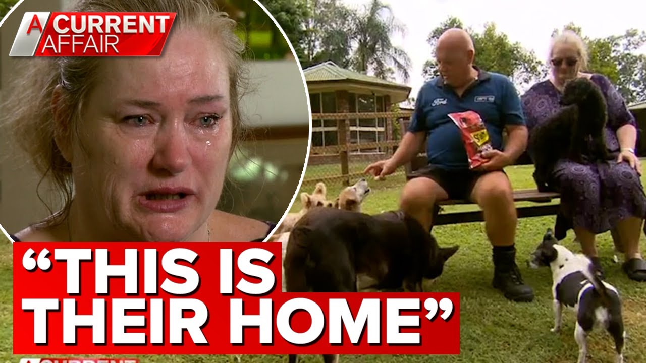 Defiant Couple s Battle Against Council To Keep 14 Dogs A Current defiant-couple-s-battle-against-council-to-keep-14-dogs-a-current