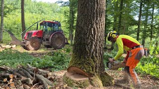 Zetor Proxima, Ťažba dreva za pekného počasia, začína byť už poriadne teplo, Amles, Práca v lese