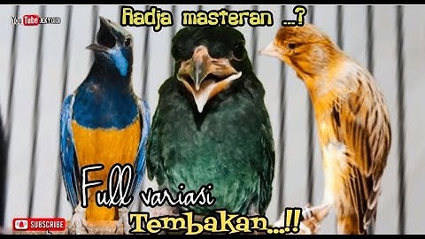 RADJA MASTERAN FULL VARIASI TEMBAKAN || cungkok vs tengkek buto vs kenari